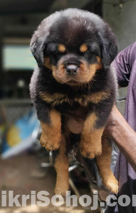 Rottweiler puppy